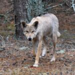 У волков из чернобыльской зоны развилась устойчивость к раку