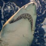 В тканях крупнейших акул нашли микропластик и целлюлозное волокно