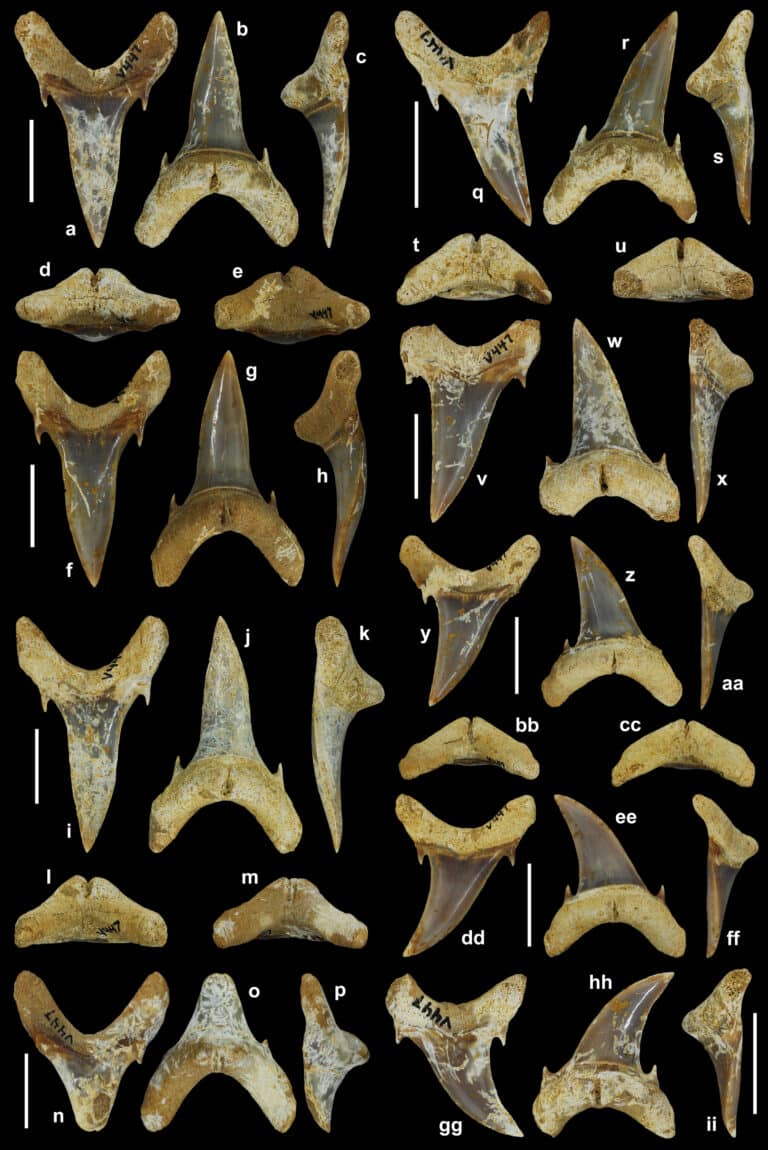 Зубы Palaeohypotodus / © Ebersole et al.
