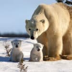История содержания и размножения белого медведя (Ursus maritimus) в Московском зоопарке
