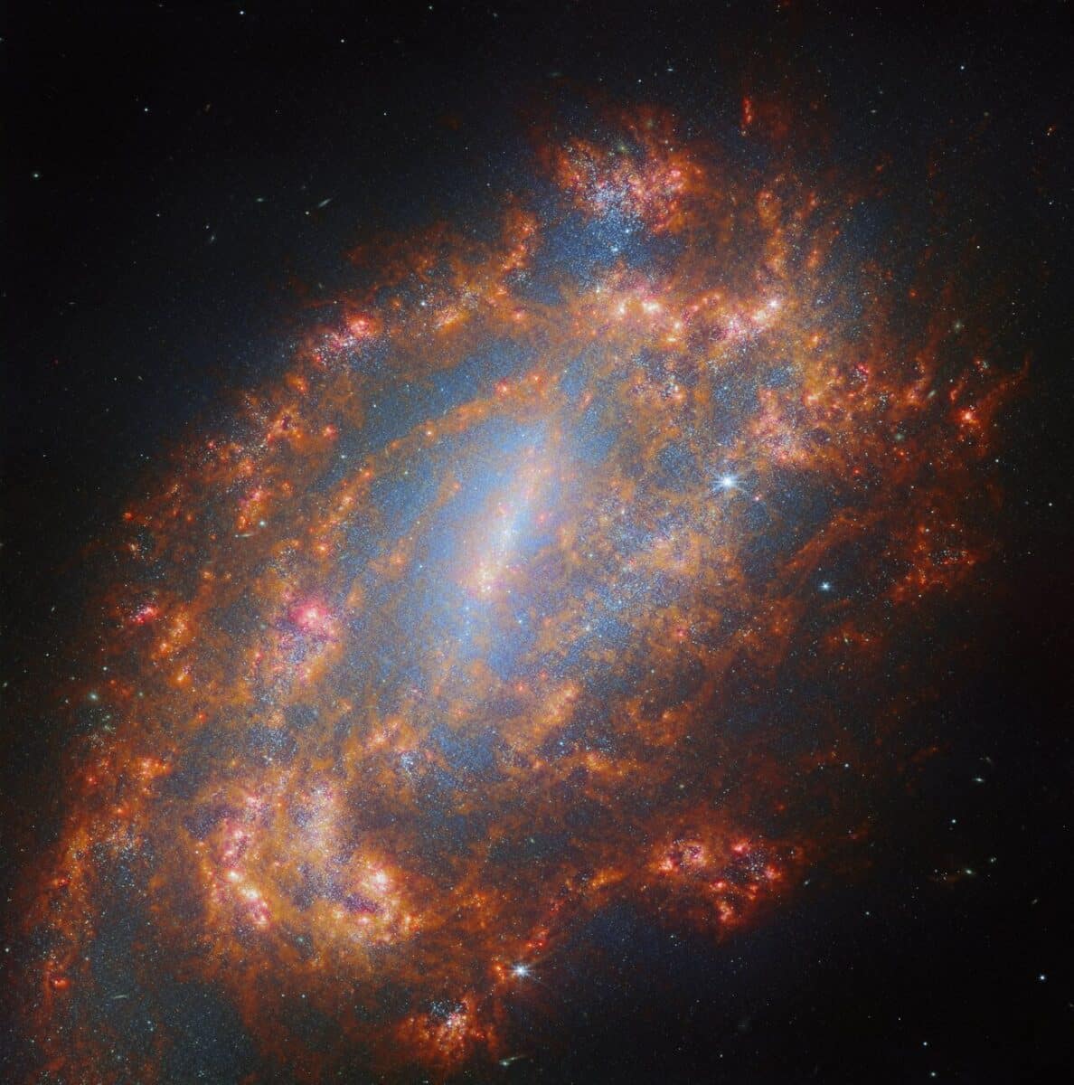 Галактика NGC 1559 / © ESA / Webb, NASA & CSA, A. Leroy, J. Lee and the PHANGS Team