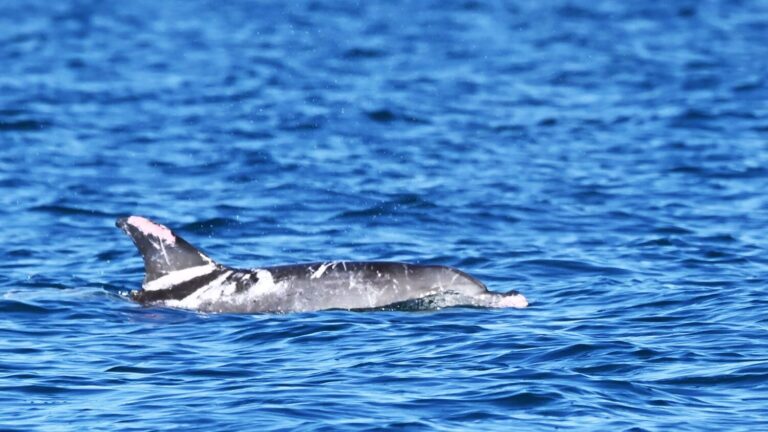 Пегий дельфин / © Georgina Hume