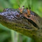 В Амазонии обнаружили новый вид гигантской анаконды