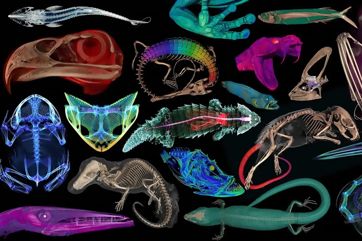 Проект openVertebrate (oVert) предоставляет бесплатный доступ к 3D-моделям животных / © Florida Museum of Natural History