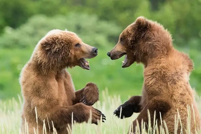 «Медвежьи шутки» / © Sidra Monreal Burshteyn / Comedy Wildlife Awards 