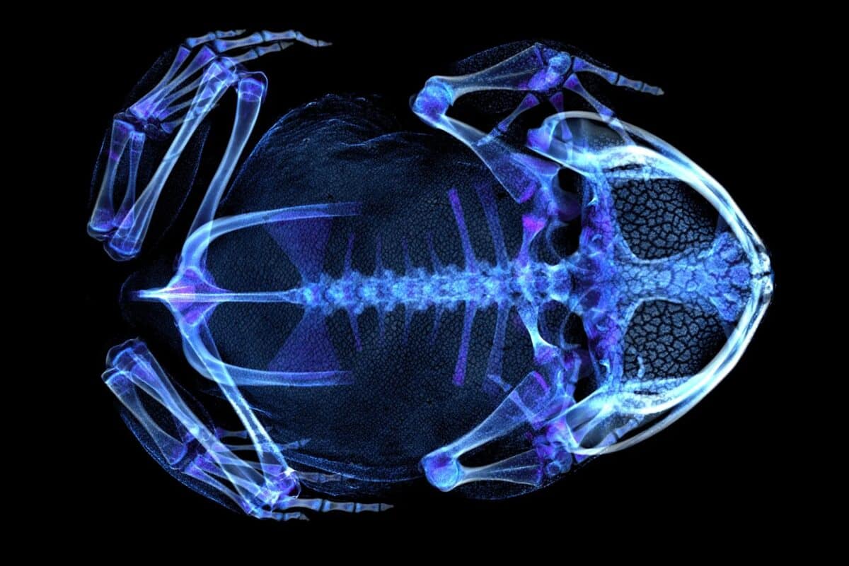 Проект openVertebrate (oVert) предоставляет бесплатный доступ к 3D-моделям животных / © Florida Museum of Natural History