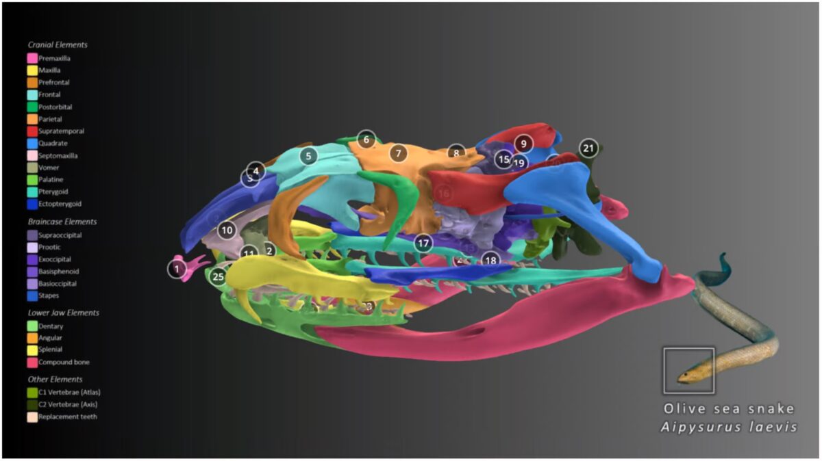 Проект openVertebrate (oVert) предоставляет бесплатный доступ к 3D-моделям животных / © Florida Museum of Natural History