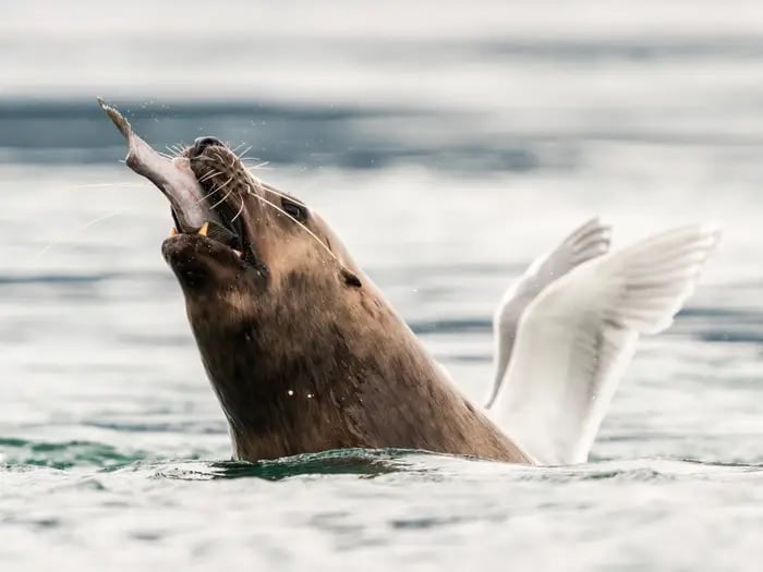 «Морской полет» / © Michael Rigney / Comedy Wildlife Awards