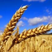 В ТюмГУ испытали мутантные популяции пшеницы на устойчивость при изменении климата