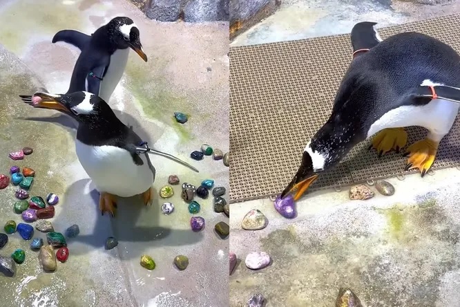 Пингвины выбирают самые красивые камни для строительства гнезда / © Detroit Zoo