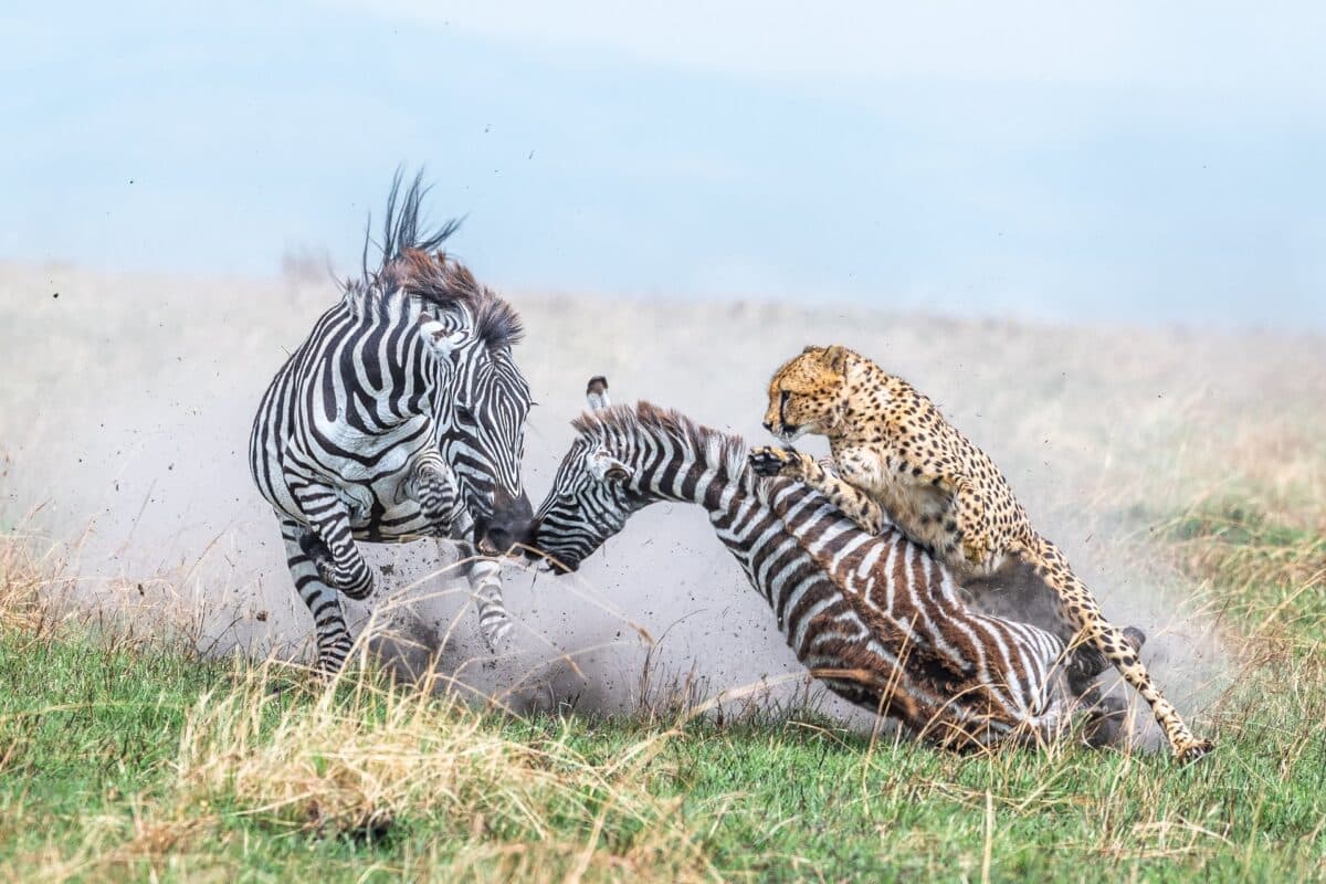 Первое место в категории «Поведение млекопитающих», гепард атакует зебр / © Alex Brackx
