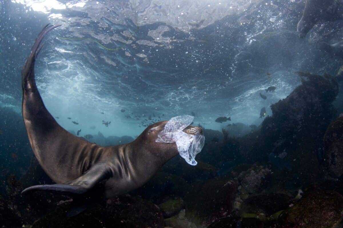 Первое место в категории «Природная фотожурналистика», детеныш калифорнийского морского льва играет с мусором / © Celia Kujala