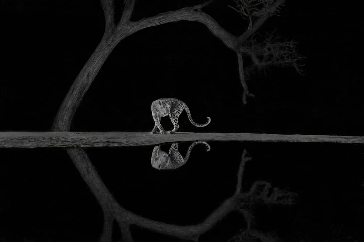 Первое место в категории «Черное и белое», леопард приблизился к пруду в заповеднике в Кении / © Richard Li