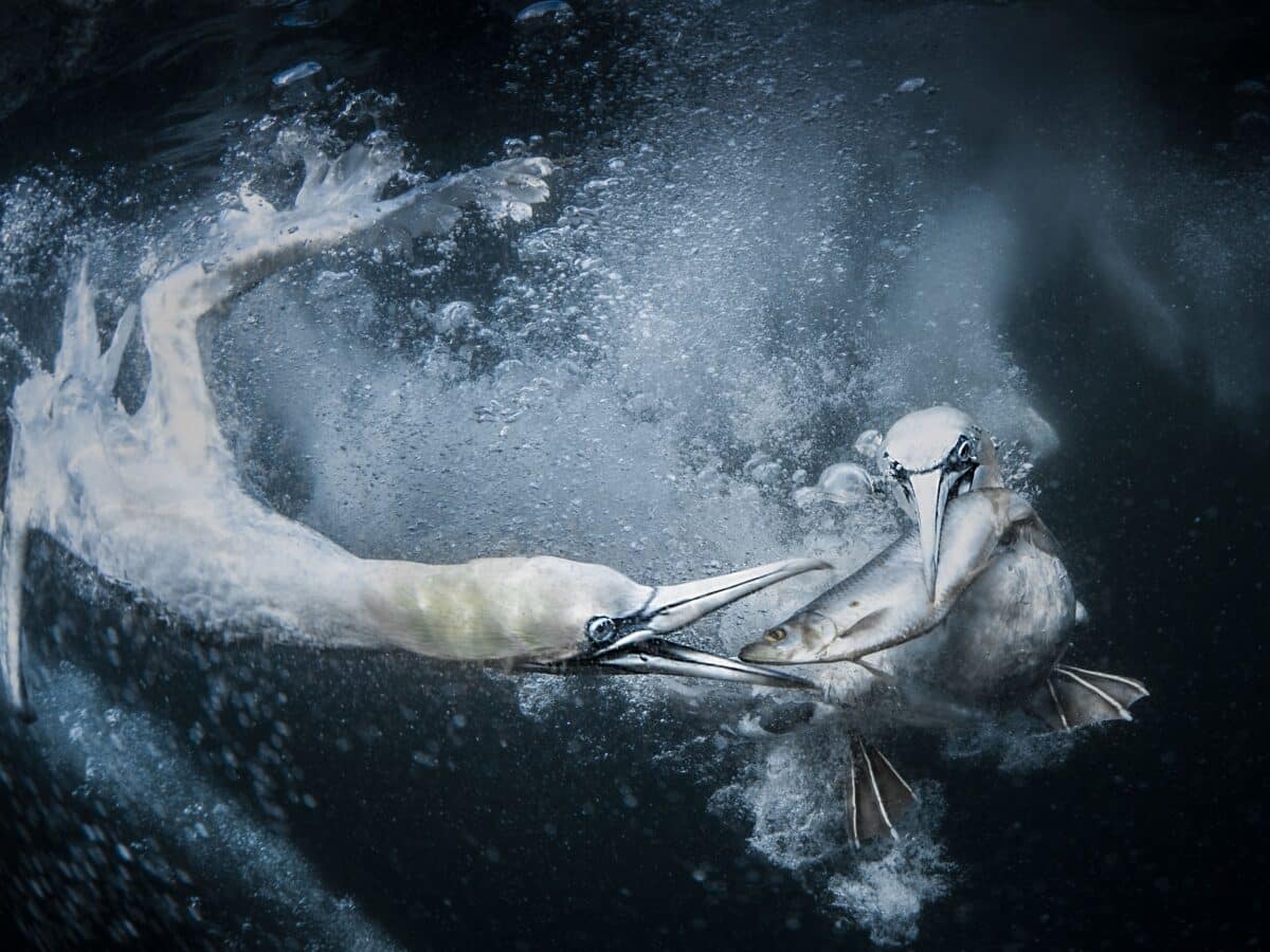 Снимок абсолютного победителя конкурса, олуши под водой / © Tracey Lund