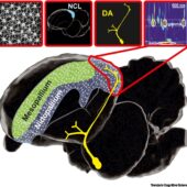 Нейронные особенности сложных когнитивных процессов в мозге птиц