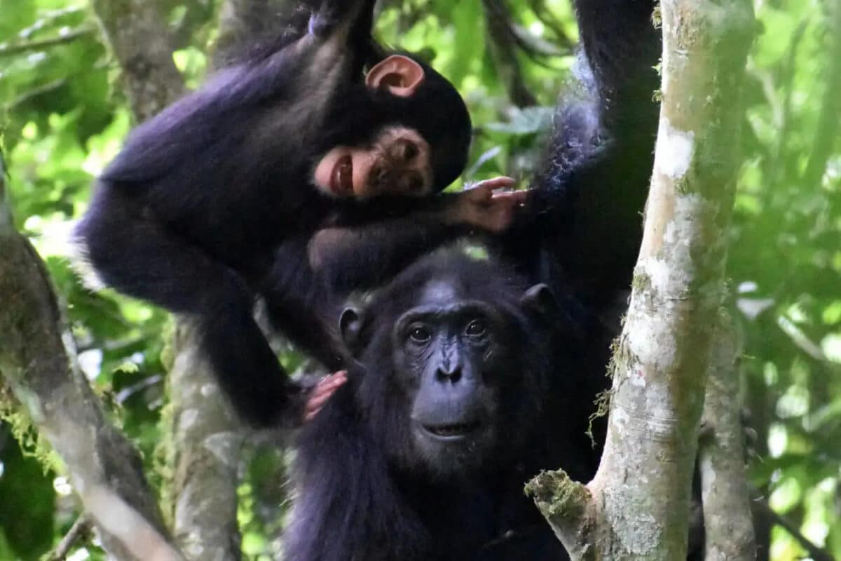 Самка шимпанзе