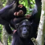 Самки шимпанзе играют со своими детенышами чаще в голодные времена, чем в сытые