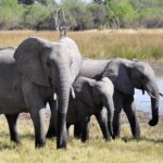 Слоны засыпали трупы своих детенышей землей во время первых задокументированных похорон в истории