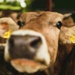 Биологи впервые вывели корову, которая дает молоко с человеческим инсулином