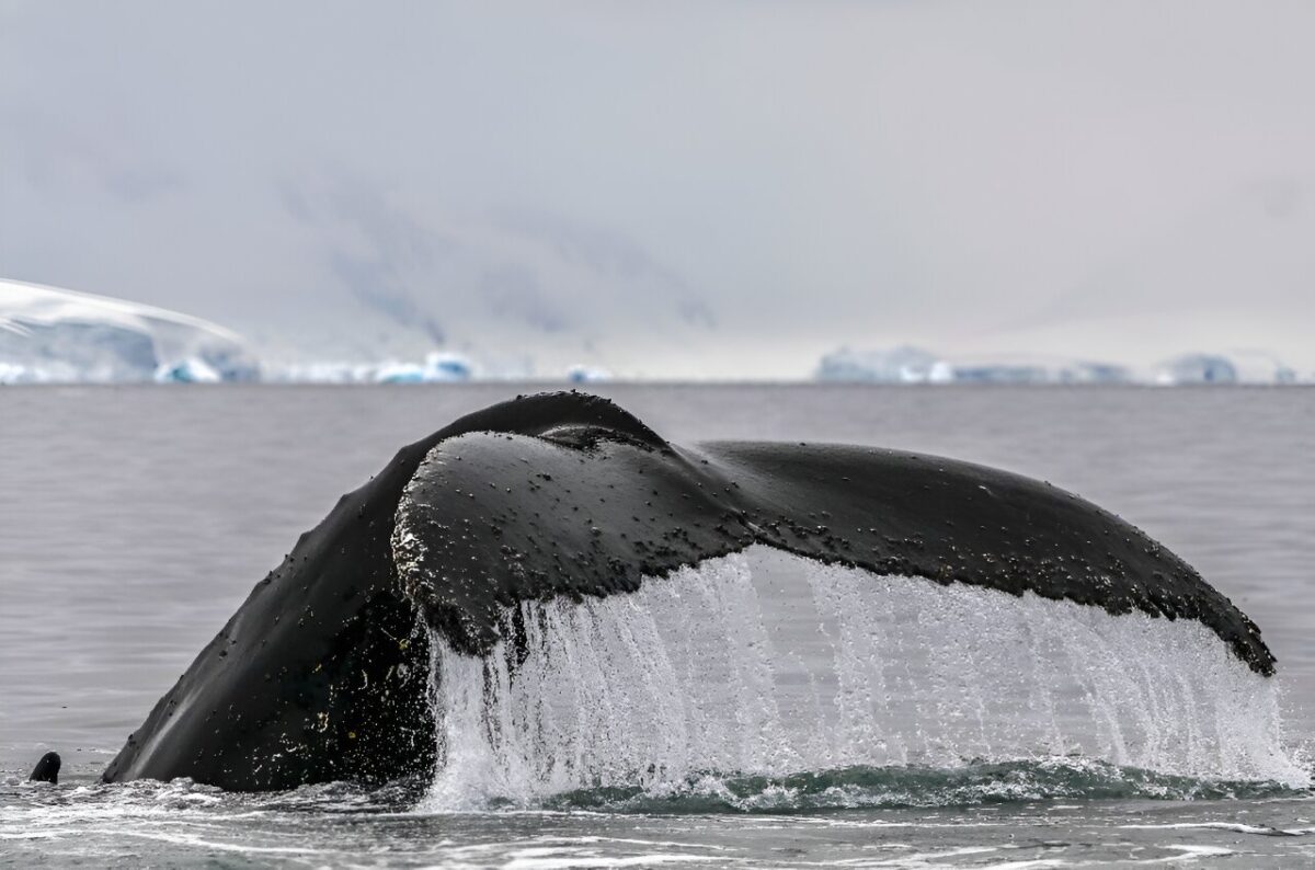 Хвост кита / © Getty Images