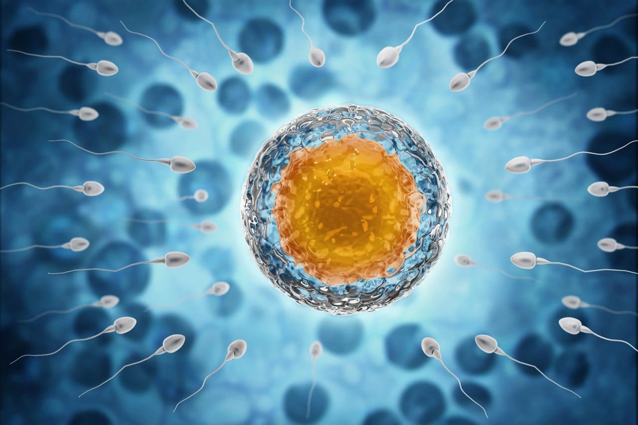 Продолжительность жизни сперматозоидов в половых путях