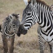 Самки и самцы зебры не различаются по размеру