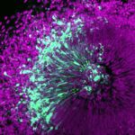 Нейробиологи выяснили, как у человека появилась развитая новая кора мозга