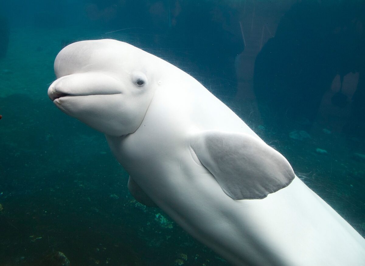Белуха — один из пяти видов китов, у самок которых наступает менопауза