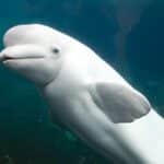 Менопаузу назвали возможной причиной долголетия самок китов