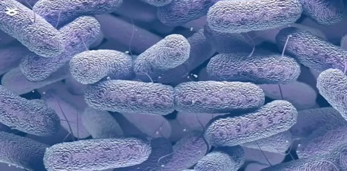 Мутировавшая форма бактерии Enterobacter bugandensis / © Microbiomej / Daily Mail