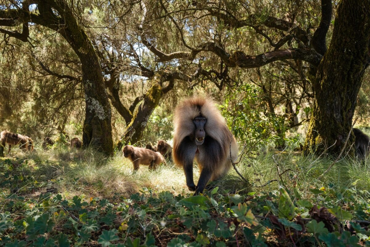 Обезьяны Гелада, редкий вид приматов из семейства мартышковых, близкие родственники павианов, Эфиопия / © Christian Tuckwell-Smith / British Wildlife Photography Awards