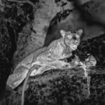 Опубликованы уникальные кадры ночной охоты леопарда на бабуинов