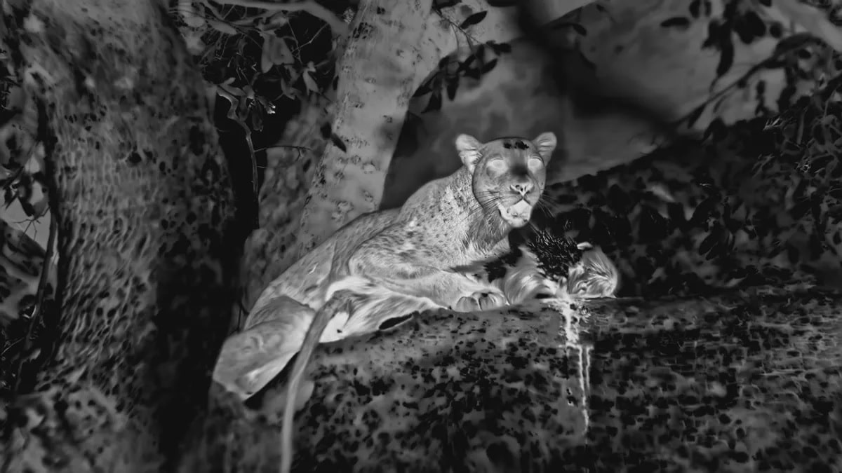 Леопард во время ночной охоты / © BBC Studios