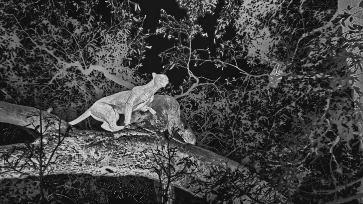 Леопард во время ночной охоты / © BBC Studios