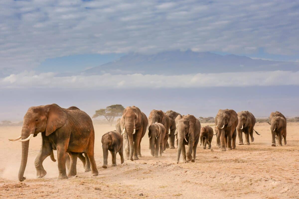 Слоны утром в национальном парке Амбосели (Кения), позади животных возвышается стратовулкан Килиманджаро / © Poulomee Basu  / British Wildlife Photography Awards