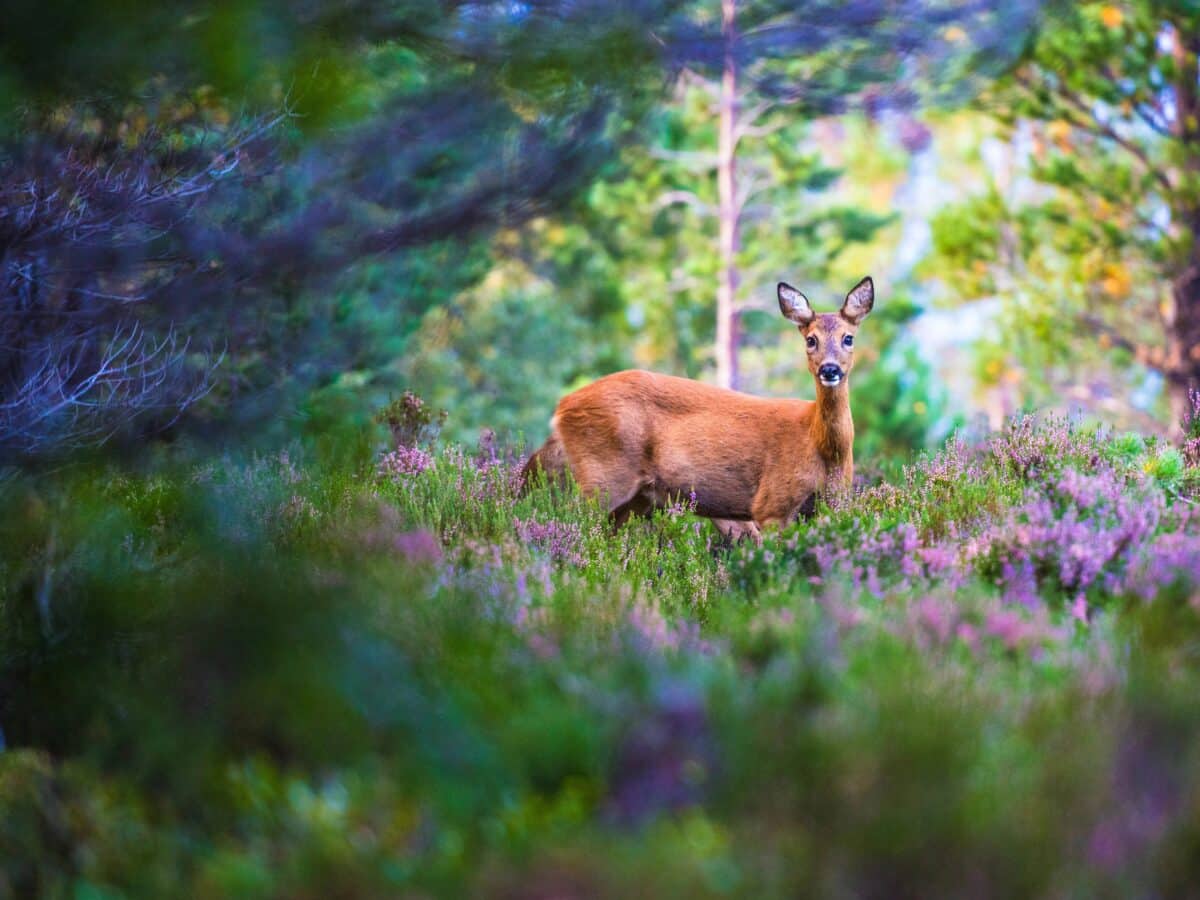 Молодой олень в национальном парке Кэрнгормс, Шотландия / © Adam Robertson / British Wildlife Photography Awards