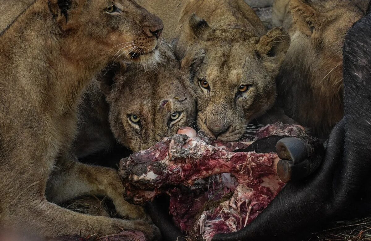 Представители прайда ужинают в Южной Африке / © Poulomee Basu / British Wildlife Photography Awards