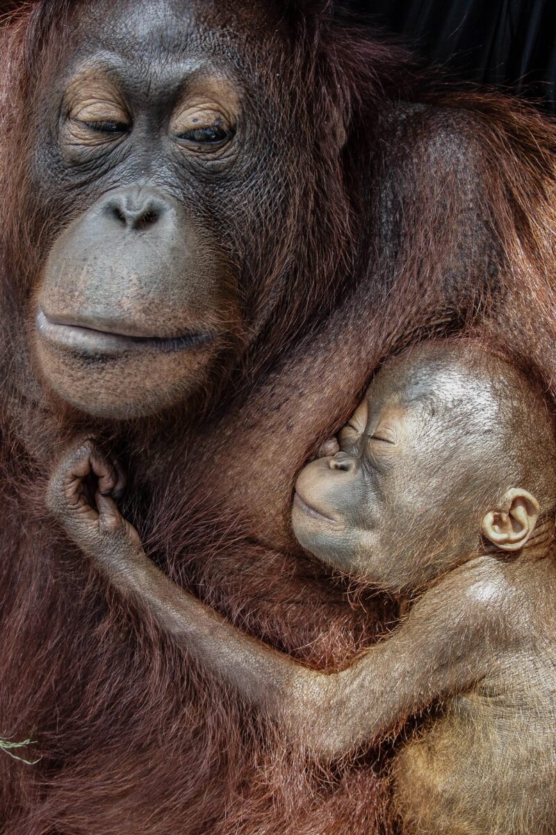 Орангутаны на Калимантане (Борнео) / © Jacha Potgieter / British Wildlife Photography Awards