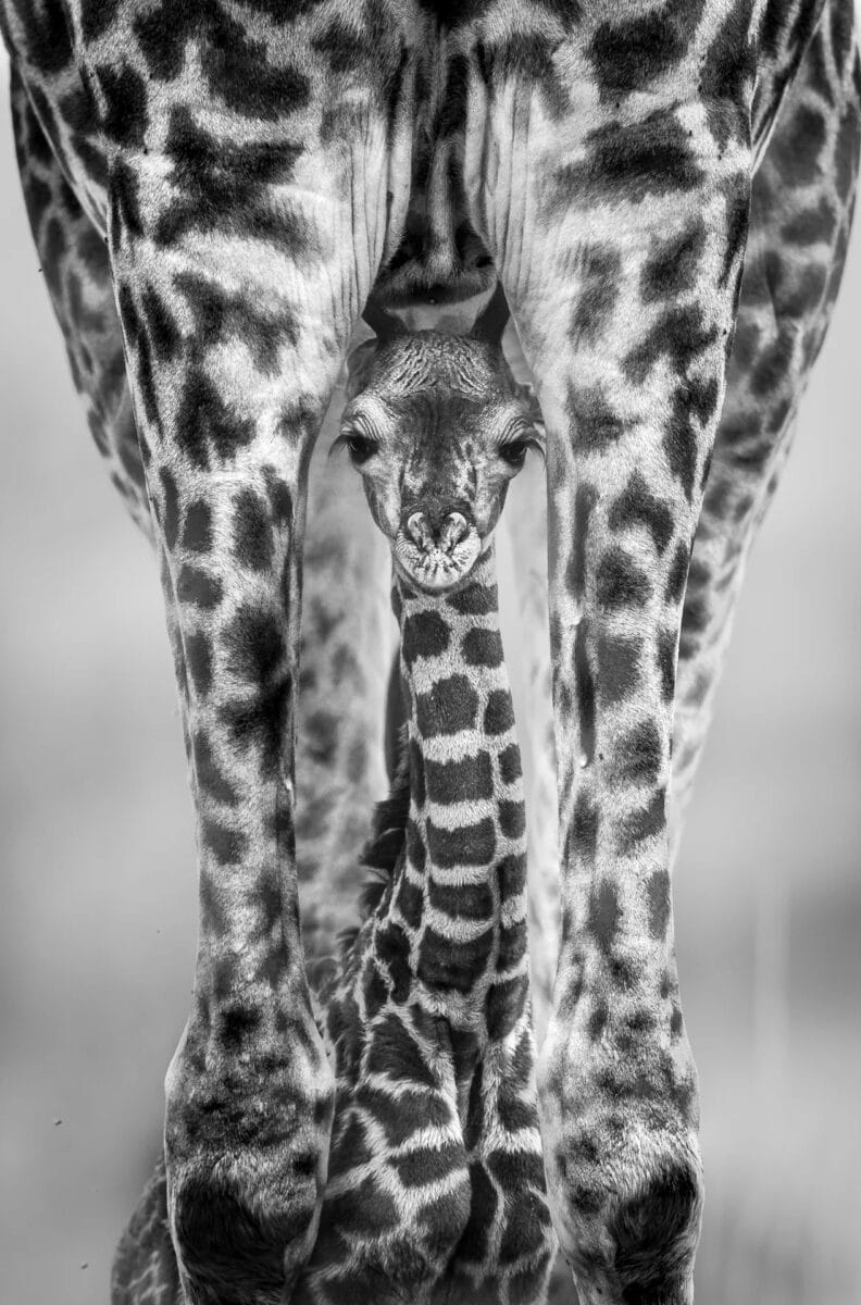 Детеныш жирафа, который появился за несколько часов до снимка, Мара Норт, Кения / © Tom Way / British Wildlife Photography Awards