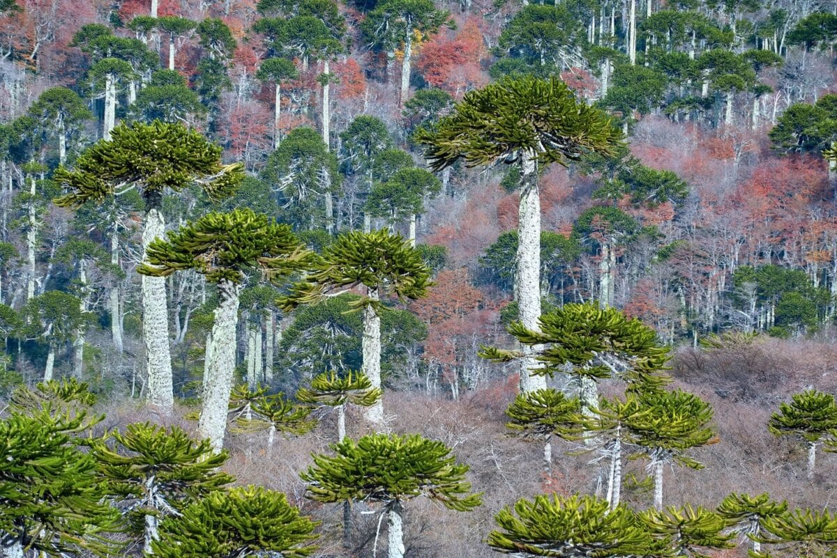 Вечнозеленые хвойные деревья семейства араукариевых стоят среди других деревьев, окрашенных в осенние цвета, вдоль тропы Сьерра-Невада в национальном парке Конгильо / © Jorge León Cabello / Getty Images