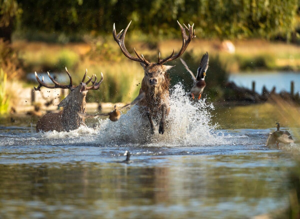 Гон оленей в парке Буши, Великобритания / © Dan Knight / British Wildlife Photography Awards