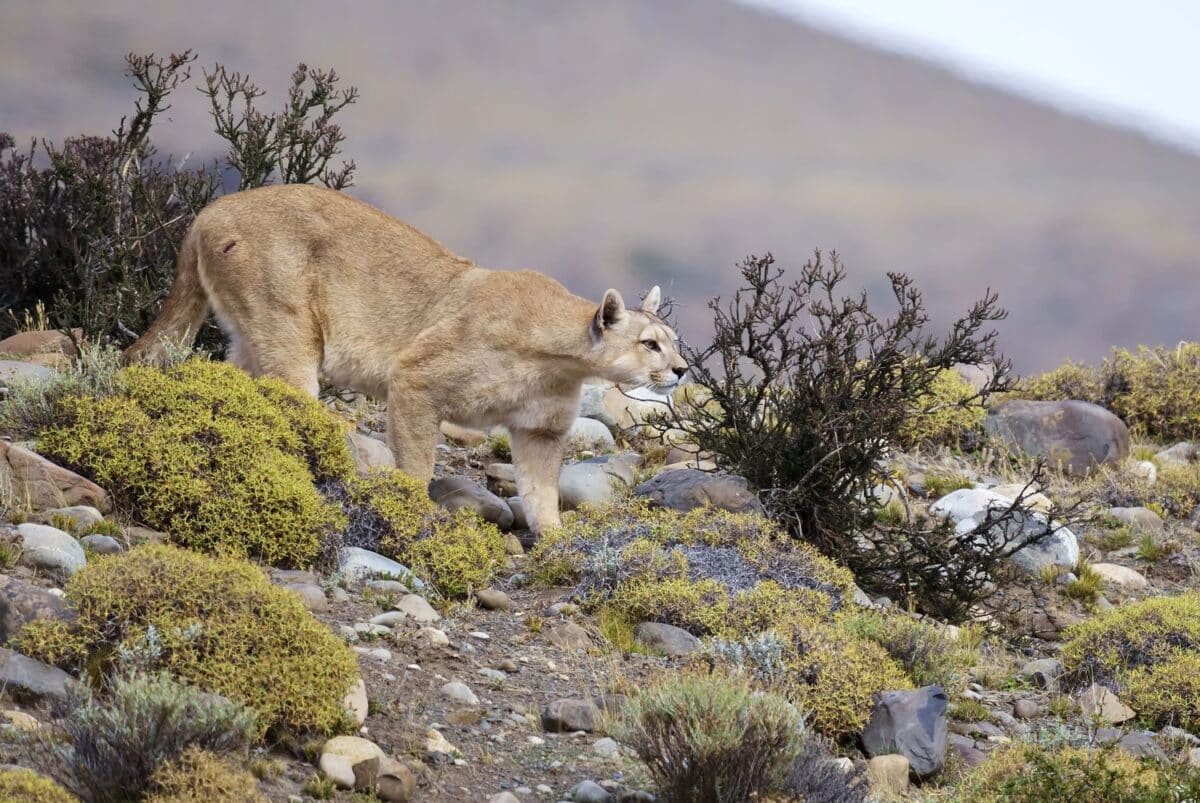 Пума крадется в национальном парке Торрес-дель-Пайне / © Daniel Jara / Getty Images
