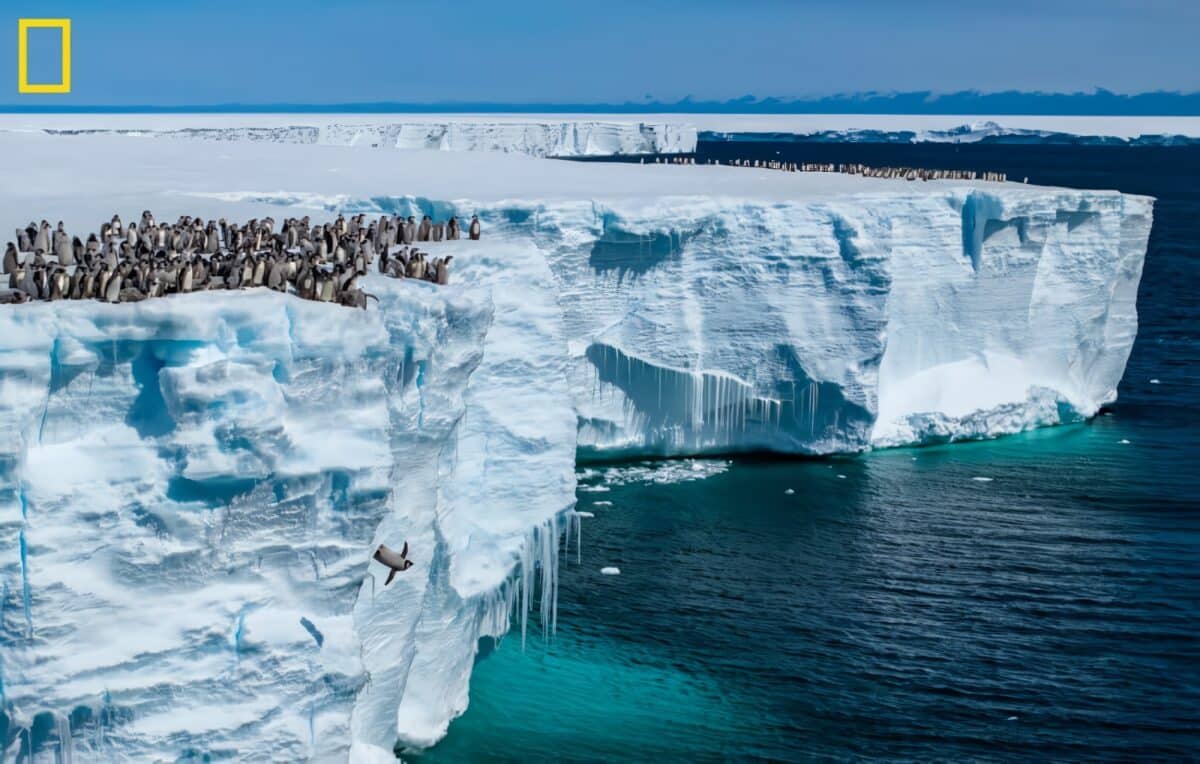 Птенцы императорских пингвинов прыгают с края шельфового ледника / © Bertie Gregory / National Geographic
