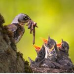Забота о потомстве в мире птиц