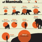 Инфографика: средняя продолжительность жизни млекопитающих