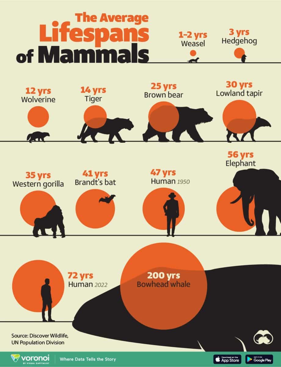 Средняя продолжительность жизни млекопитающих / © voronoi 