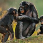 Загадки эволюции. Почему сейчас обезьяны не превращаются в человека?