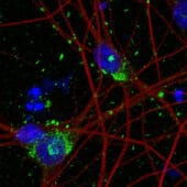 ГМО-нейроны для изучения таупатий