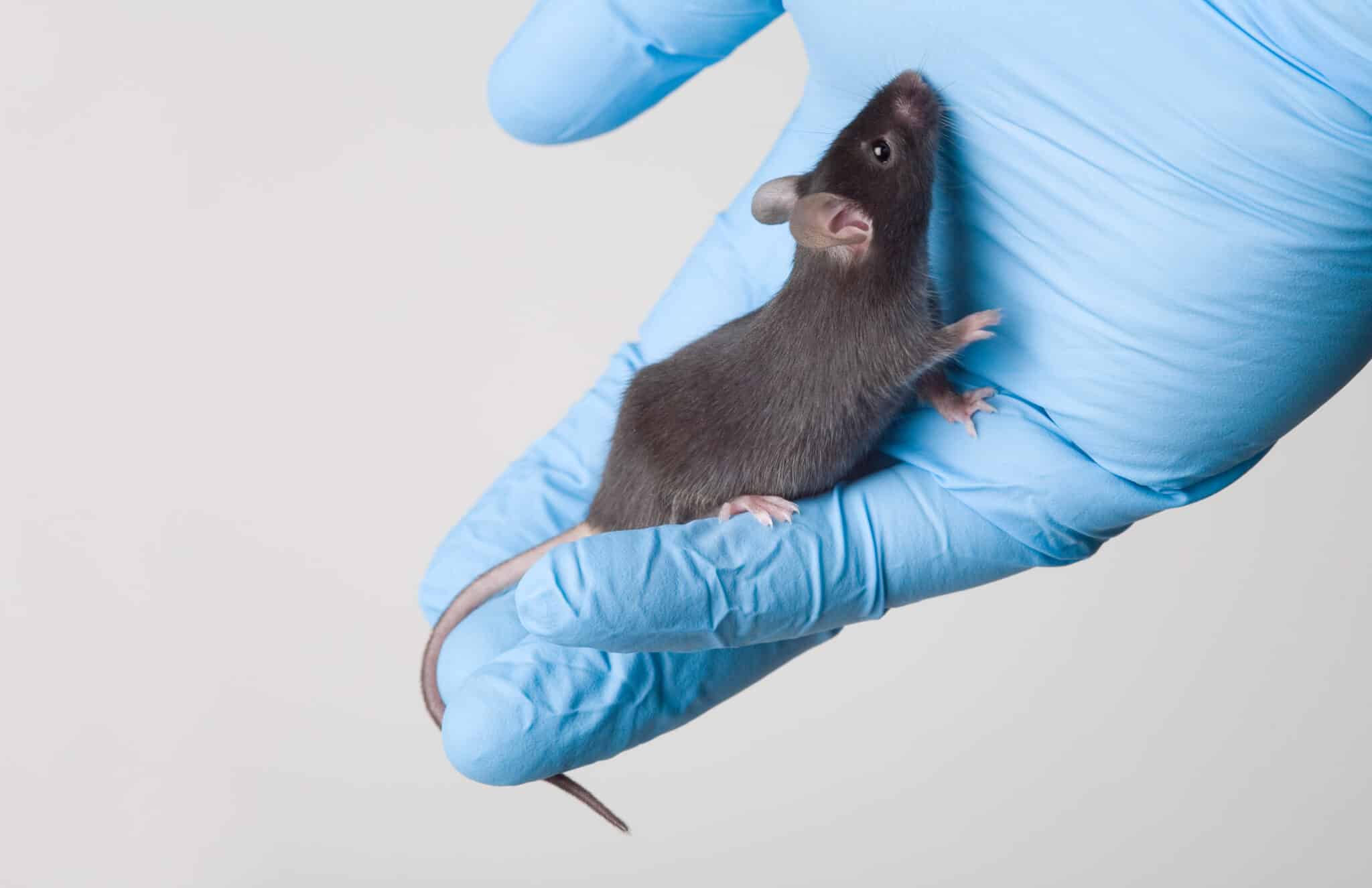 Лабораторная мышь