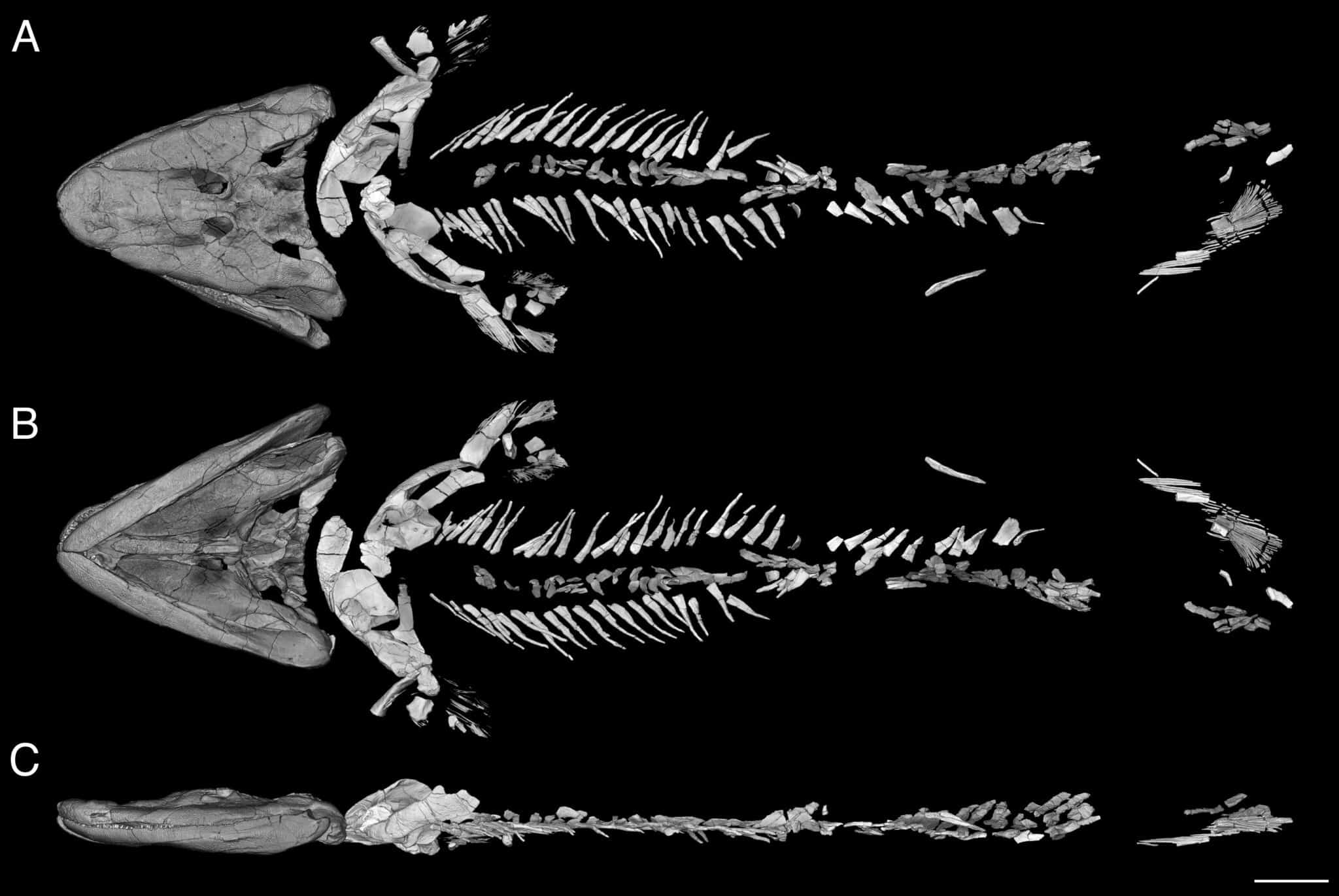 Объемная визуализация компьютерной микротомографии Tiktaalik roseae